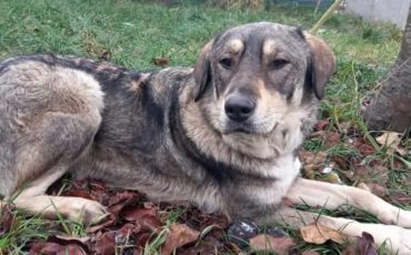 Aufgeweckter Nabaro sucht seine Familie!