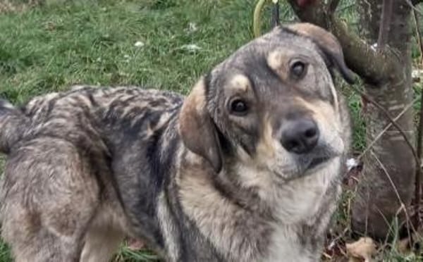 Aufgeweckter Nabaro sucht seine Familie!