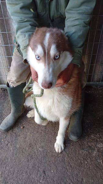 Aladar junger Huskyrüde sucht zuhause