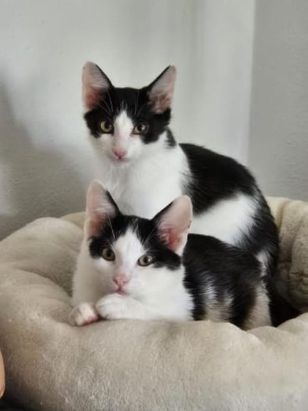 Binx & Zeus - Verspieltes Katzenpärchen