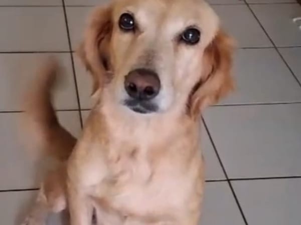 D'ANA QCN (réservée)