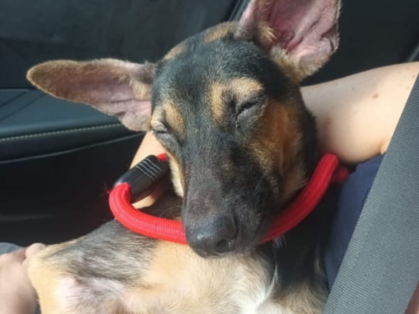 VICKY QCN (a trouvé sa famille)