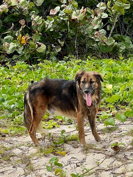 BOBBY, le timide joyeux