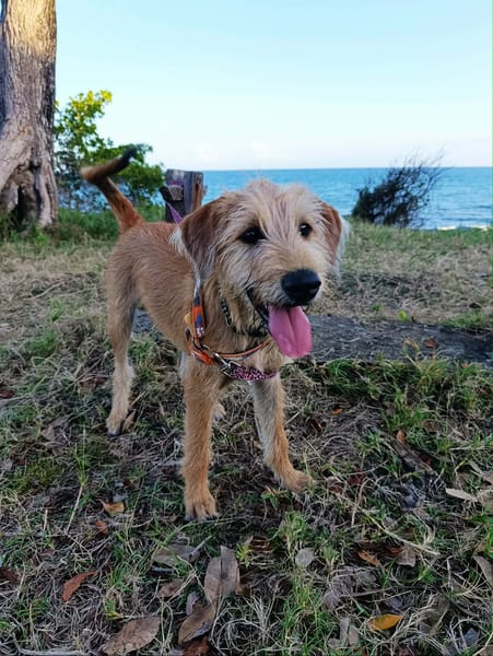 YOUPI, votre futur ami pour la vie