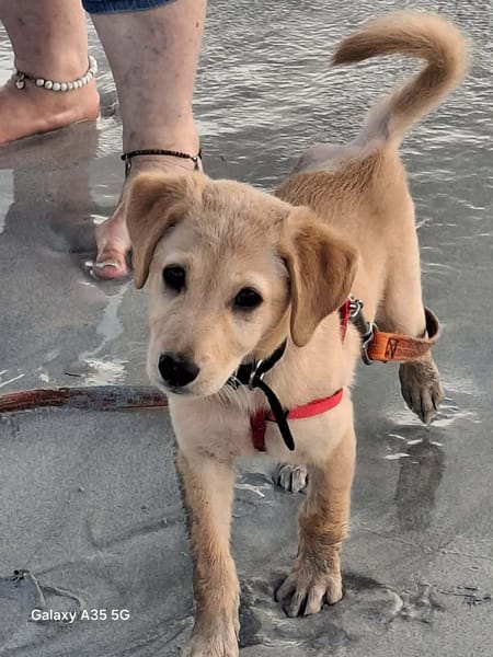 SIRENA, une convalescente pleine de vie