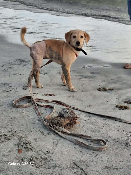 SIRENA, une convalescente pleine de vie