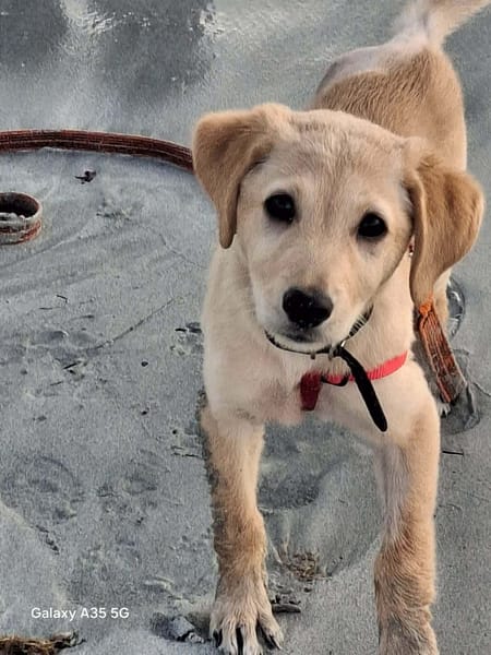 SIRENA, une convalescente pleine de vie