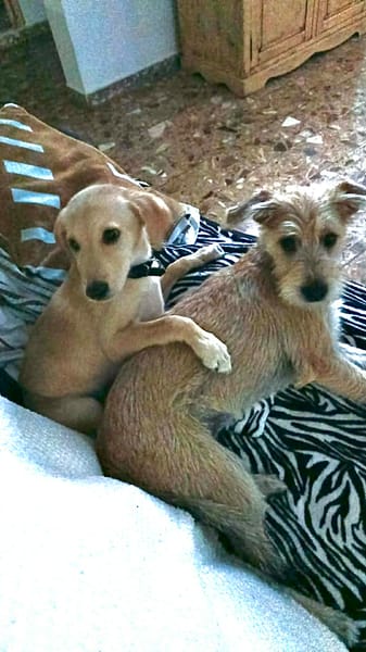 SIRENA, une convalescente pleine de vie