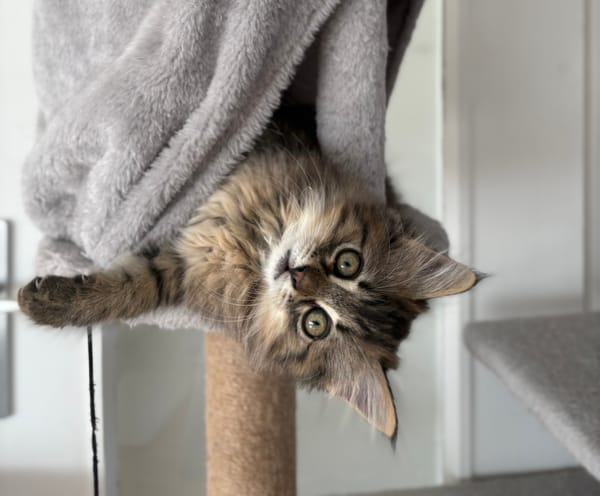 MANİSA A ADOPTÉE AVEC SES FRÈRES OU SŒURS OU LA MAMAN / PEUT ÊTRE ADOPTÉE SEULE SI DEJA UN CHAT PRÉSENT CHEZ VOUS