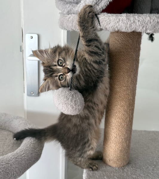 MANİSA A ADOPTÉE AVEC SES FRÈRES OU SŒURS OU LA MAMAN / PEUT ÊTRE ADOPTÉE SEULE SI DEJA UN CHAT PRÉSENT CHEZ VOUS