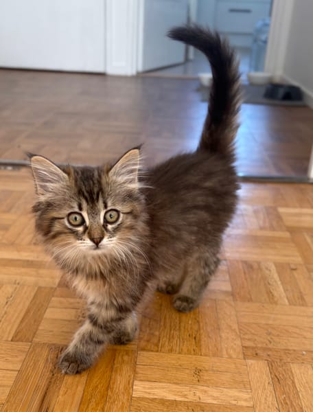 MANİSA A ADOPTÉE AVEC SES FRÈRES OU SŒURS OU LA MAMAN / PEUT ÊTRE ADOPTÉE SEULE SI DEJA UN CHAT PRÉSENT CHEZ VOUS