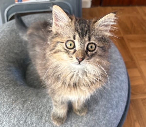 MANİSA A ADOPTÉE AVEC SES FRÈRES OU SŒURS OU LA MAMAN / PEUT ÊTRE ADOPTÉE SEULE SI DEJA UN CHAT PRÉSENT CHEZ VOUS