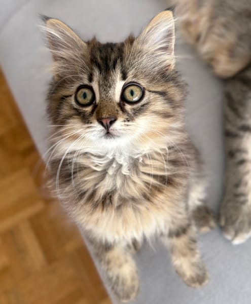 MANİSA A ADOPTÉE AVEC SES FRÈRES OU SŒURS OU LA MAMAN / PEUT ÊTRE ADOPTÉE SEULE SI DEJA UN CHAT PRÉSENT CHEZ VOUS