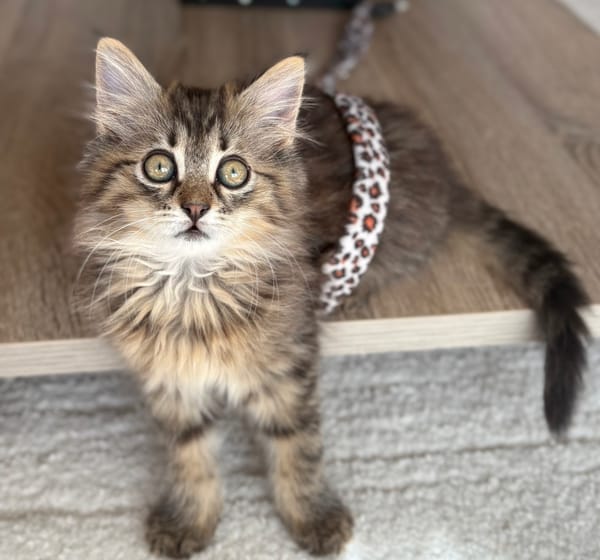 MANİSA A ADOPTÉE AVEC SES FRÈRES OU SŒURS OU LA MAMAN / PEUT ÊTRE ADOPTÉE SEULE SI DEJA UN CHAT PRÉSENT CHEZ VOUS