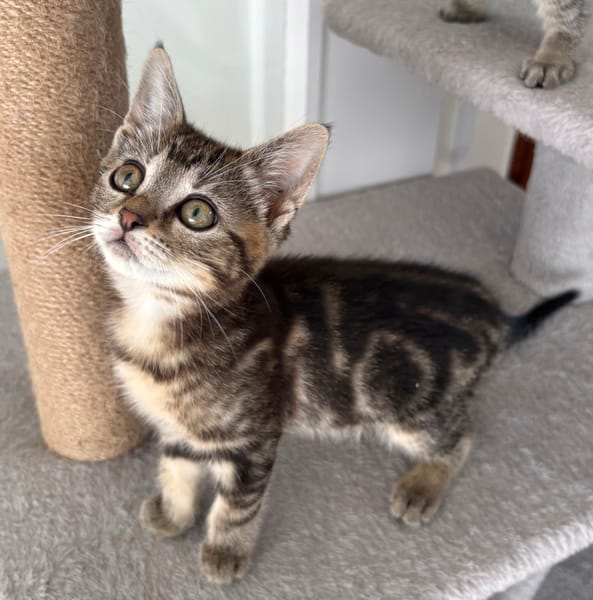 HOPA A ADOPTÉE AVEC SES FRÈRES OU SŒURS OU LA MAMAN / PEUT ÊTRE ADOPTÉ SEULE SI DEJA UN CHAT PRÉSENT CHEZ VOUS