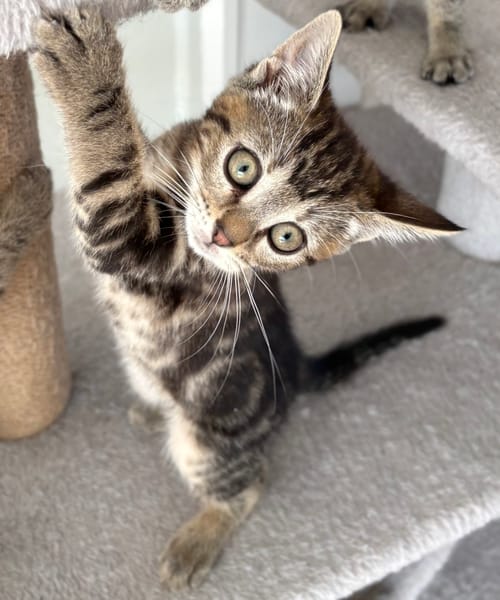 HOPA A ADOPTÉE AVEC SES FRÈRES OU SŒURS OU LA MAMAN / PEUT ÊTRE ADOPTÉ SEULE SI DEJA UN CHAT PRÉSENT CHEZ VOUS