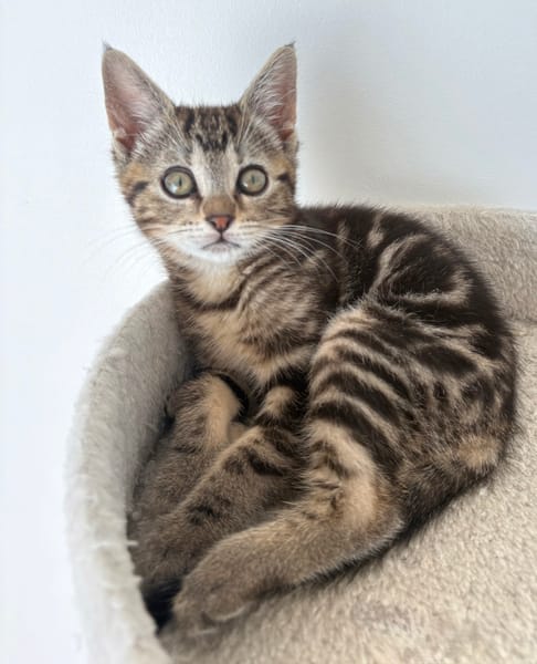 HOPA A ADOPTÉE AVEC SES FRÈRES OU SŒURS OU LA MAMAN / PEUT ÊTRE ADOPTÉ SEULE SI DEJA UN CHAT PRÉSENT CHEZ VOUS