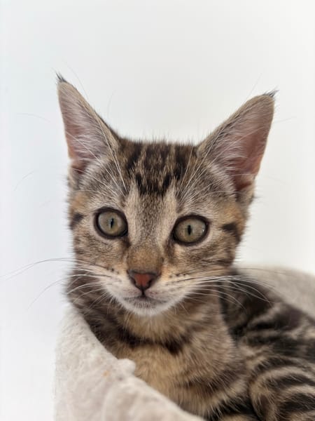 HOPA A ADOPTÉE AVEC SES FRÈRES OU SŒURS OU LA MAMAN / PEUT ÊTRE ADOPTÉ SEULE SI DEJA UN CHAT PRÉSENT CHEZ VOUS