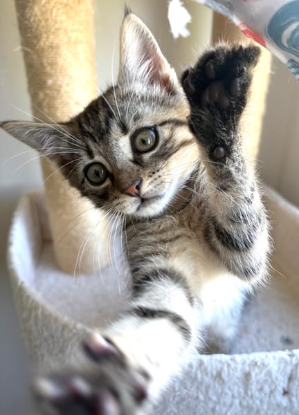 ISTANBUL A ADOPTER AVEC SES FRÈRES OU SŒURS OU MAMAN / PEUT ÊTRE ADOPTER SEUL SI DEJA UN CHAT PRÉSENT CHEZ VOUS