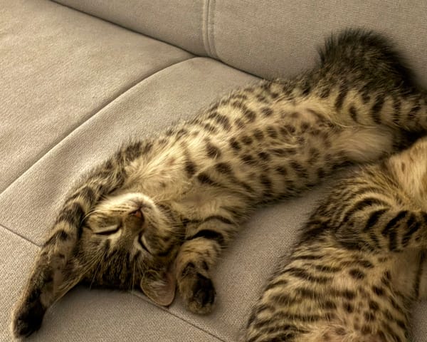 ISTANBUL A ADOPTER AVEC SES FRÈRES OU SŒURS OU MAMAN / PEUT ÊTRE ADOPTER SEUL SI DEJA UN CHAT PRÉSENT CHEZ VOUS