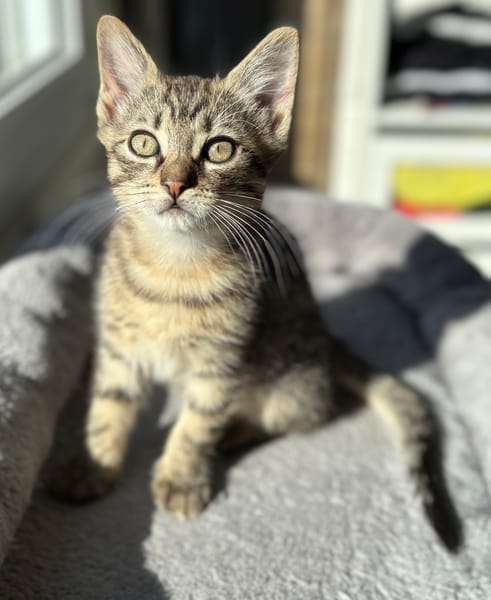 ISTANBUL A ADOPTER AVEC SES FRÈRES OU SŒURS OU MAMAN / PEUT ÊTRE ADOPTER SEUL SI DEJA UN CHAT PRÉSENT CHEZ VOUS