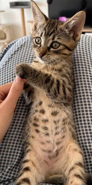 ISTANBUL A ADOPTER AVEC SES FRÈRES OU SŒURS OU MAMAN / PEUT ÊTRE ADOPTER SEUL SI DEJA UN CHAT PRÉSENT CHEZ VOUS