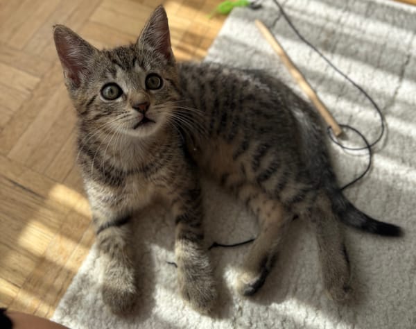 ISTANBUL A ADOPTER AVEC SES FRÈRES OU SŒURS OU MAMAN / PEUT ÊTRE ADOPTER SEUL SI DEJA UN CHAT PRÉSENT CHEZ VOUS