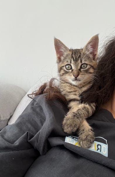 ISTANBUL A ADOPTER AVEC SES FRÈRES OU SŒURS OU MAMAN / PEUT ÊTRE ADOPTER SEUL SI DEJA UN CHAT PRÉSENT CHEZ VOUS