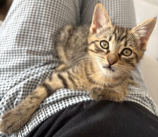 ISTANBUL A ADOPTER AVEC SES FRÈRES OU SŒURS OU MAMAN / PEUT ÊTRE ADOPTER SEUL SI DEJA UN CHAT PRÉSENT CHEZ VOUS