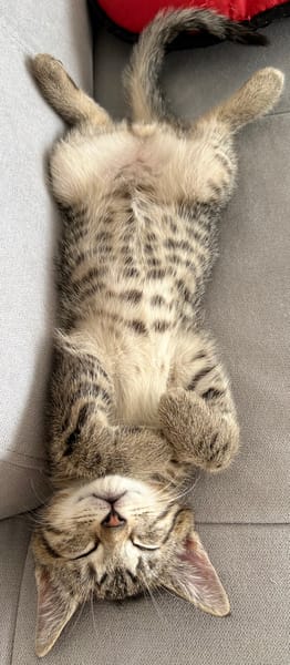 ISTANBUL A ADOPTER AVEC SES FRÈRES OU SŒURS OU MAMAN / PEUT ÊTRE ADOPTER SEUL SI DEJA UN CHAT PRÉSENT CHEZ VOUS