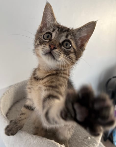 ISTANBUL A ADOPTER AVEC SES FRÈRES OU SŒURS OU MAMAN / PEUT ÊTRE ADOPTER SEUL SI DEJA UN CHAT PRÉSENT CHEZ VOUS