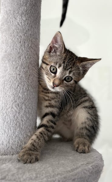 CONSTANTINOPLE A ADOPTER AVEC SES FRÈRES OU SŒURS OU MAMAN / SEUL SI DEJA UN CHATS PRÉSENT CHEZ VOUS