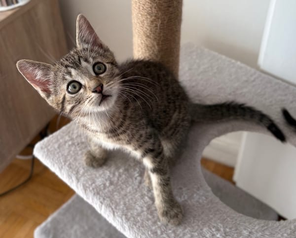 CONSTANTINOPLE A ADOPTER AVEC SES FRÈRES OU SŒURS OU MAMAN / SEUL SI DEJA UN CHATS PRÉSENT CHEZ VOUS