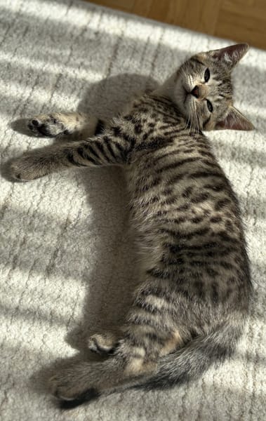 CONSTANTINOPLE A ADOPTER AVEC SES FRÈRES OU SŒURS OU MAMAN / SEUL SI DEJA UN CHATS PRÉSENT CHEZ VOUS