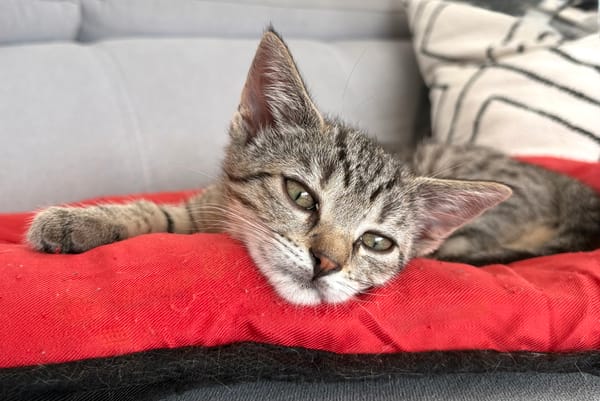 CONSTANTINOPLE A ADOPTER AVEC SES FRÈRES OU SŒURS OU MAMAN / SEUL SI DEJA UN CHATS PRÉSENT CHEZ VOUS