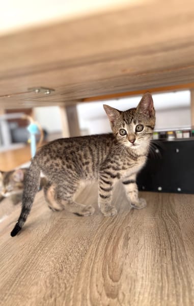 CONSTANTINOPLE A ADOPTER AVEC SES FRÈRES OU SŒURS OU MAMAN / SEUL SI DEJA UN CHATS PRÉSENT CHEZ VOUS