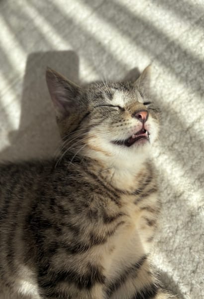 CONSTANTINOPLE A ADOPTER AVEC SES FRÈRES OU SŒURS OU MAMAN / SEUL SI DEJA UN CHATS PRÉSENT CHEZ VOUS