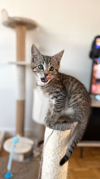 CONSTANTINOPLE A ADOPTER AVEC SES FRÈRES OU SŒURS OU MAMAN / SEUL SI DEJA UN CHATS PRÉSENT CHEZ VOUS