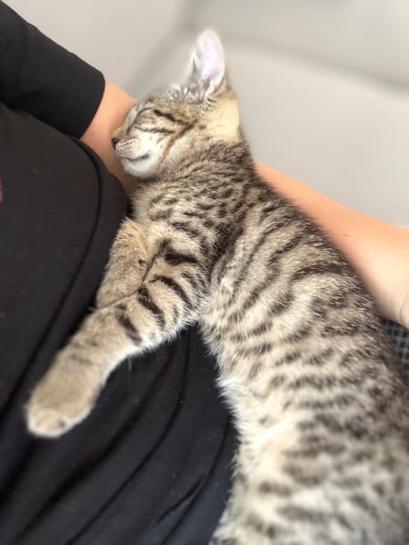 CONSTANTINOPLE A ADOPTER AVEC SES FRÈRES OU SŒURS OU MAMAN / SEUL SI DEJA UN CHATS PRÉSENT CHEZ VOUS