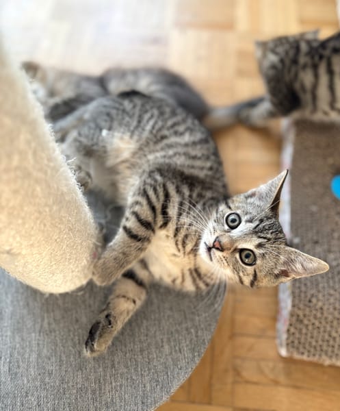 CONSTANTINOPLE A ADOPTER AVEC SES FRÈRES OU SŒURS OU MAMAN / SEUL SI DEJA UN CHATS PRÉSENT CHEZ VOUS