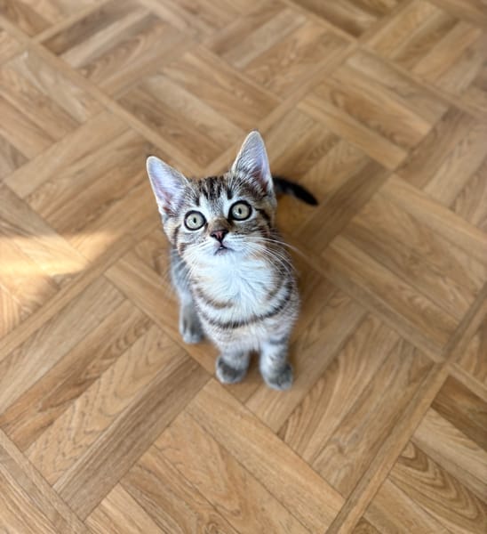 ANTALYA A ADOPTÉE AVEC SES FRÈRES OU SŒURS OU MAMAN / PEUT ÊTRE ADOPTÉE SEULE SI DEJA UN CHAT PRÉSENT CHEZ VOUS