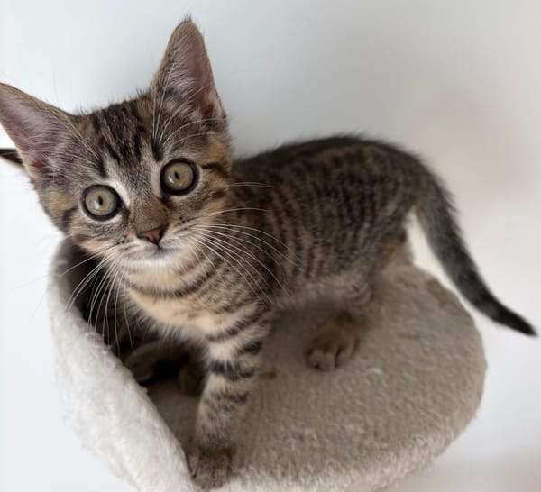 ANTALYA A ADOPTÉE AVEC SES FRÈRES OU SŒURS OU MAMAN / PEUT ÊTRE ADOPTÉE SEULE SI DEJA UN CHAT PRÉSENT CHEZ VOUS