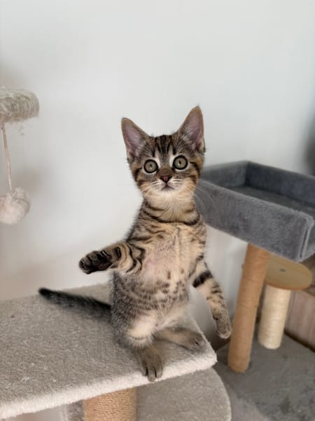 ANTALYA A ADOPTÉE AVEC SES FRÈRES OU SŒURS OU MAMAN / PEUT ÊTRE ADOPTÉE SEULE SI DEJA UN CHAT PRÉSENT CHEZ VOUS