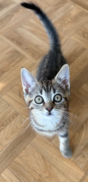 ANTALYA A ADOPTÉE AVEC SES FRÈRES OU SŒURS OU MAMAN / PEUT ÊTRE ADOPTÉE SEULE SI DEJA UN CHAT PRÉSENT CHEZ VOUS