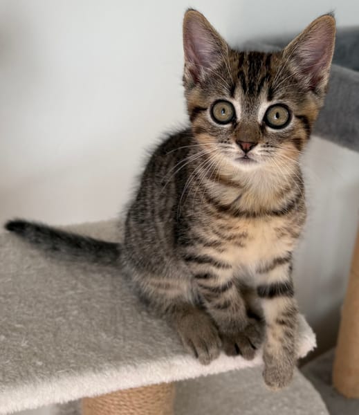 ANTALYA A ADOPTÉE AVEC SES FRÈRES OU SŒURS OU MAMAN / PEUT ÊTRE ADOPTÉE SEULE SI DEJA UN CHAT PRÉSENT CHEZ VOUS