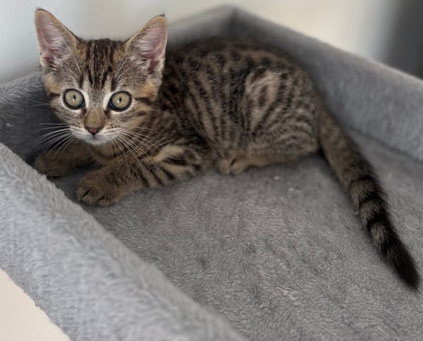 ANTALYA A ADOPTÉE AVEC SES FRÈRES OU SŒURS OU MAMAN / PEUT ÊTRE ADOPTÉE SEULE SI DEJA UN CHAT PRÉSENT CHEZ VOUS