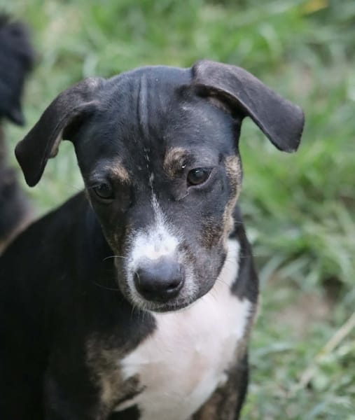 DARWIN un amour de bébé