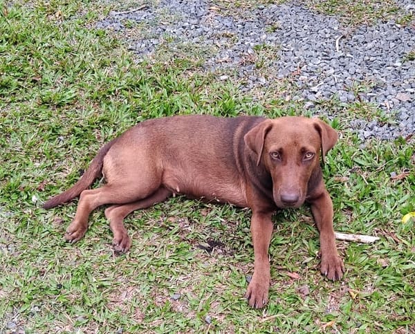 CHOKY, Femelle Berger créole junior