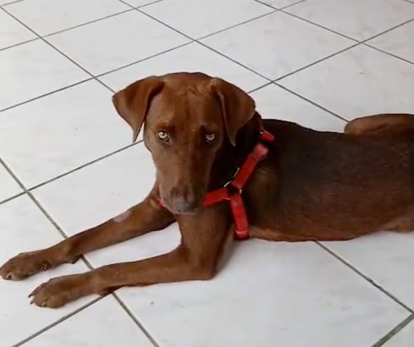 CHOKY, Femelle Berger créole junior