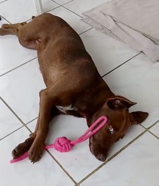 CHOKY, Femelle Berger créole junior